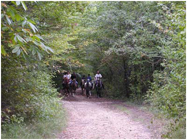 Dans les bois de Missandre