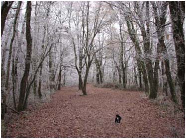 Les sous-bois de Missandre en hiver