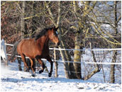 Cheval sous la neige