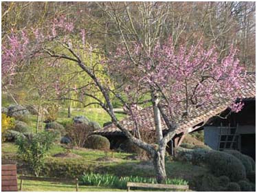 Le printemps  Missandre