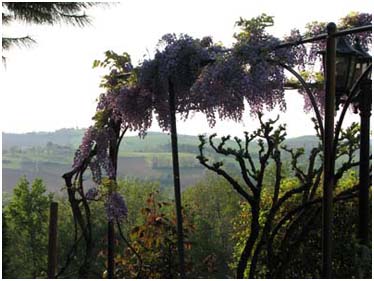 La glycine au printemps