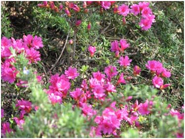 Couleurs et odeurs du printemps