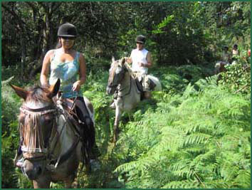 La fracheur des fougres