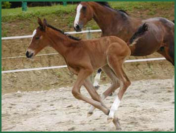 Surveillance attentive