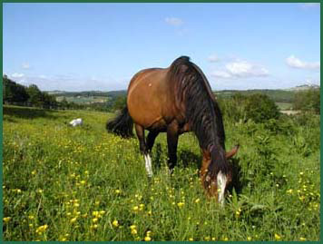 Sou en attente de Poupre